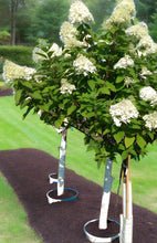 Load image into Gallery viewer, Hydrangea tree with white flowers in containers
