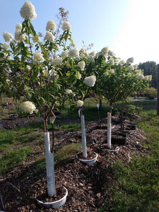 Limelight Hydrangea - Tree Form