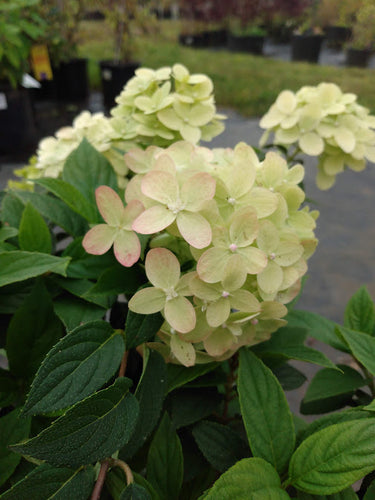 Light green flowers with green leaves in a nursery setting
