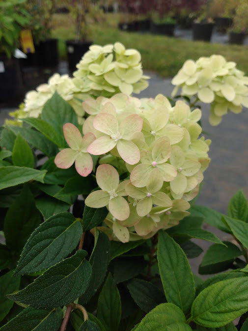 Light green flowers with green leaves in a nursery setting