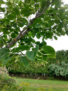 American Linden- Tilia americana