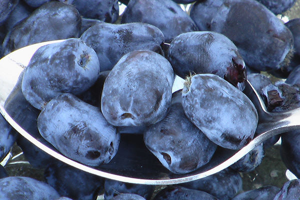 Borealis Honeyberry