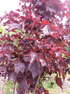 Royal Red Maple