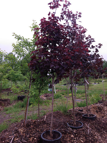 Young royal red maple with purple foliage in containers