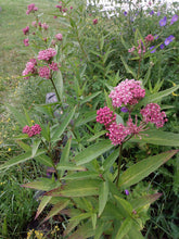 Load image into Gallery viewer, Milkweed &#39;Soulmate&#39;
