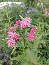 Load image into Gallery viewer, Milkweed &#39;Soulmate&#39;

