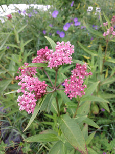 Milkweed 'Soulmate'