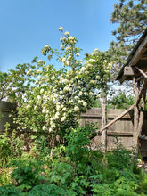 Load image into Gallery viewer, Nannyberry Tree- Viburnum lentago
