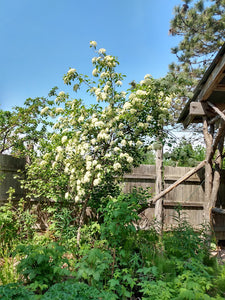Nannyberry Tree- Viburnum lentago