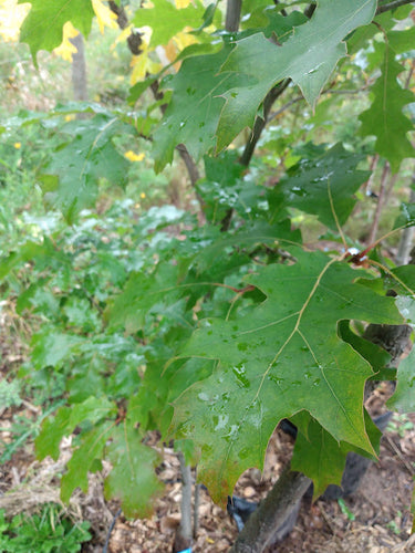 close up of northern red oak leaves