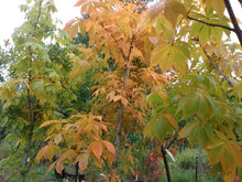 Load image into Gallery viewer, Ohio Buckeye
