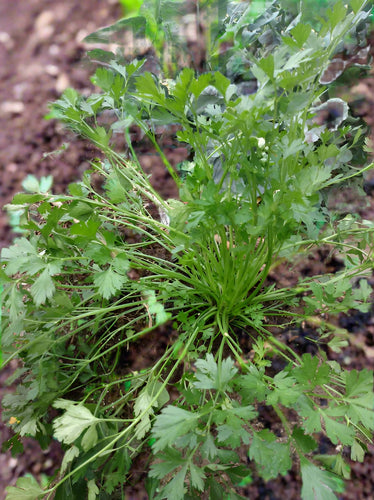 parsley on raised mound in garden