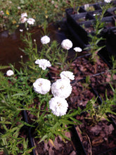 Load image into Gallery viewer, Pearl Yarrow &#39;Double Diamond&#39;
