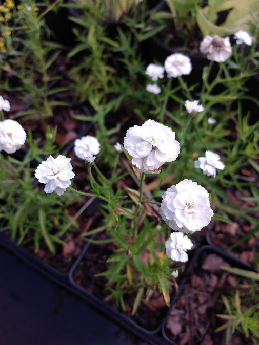 White pearl yarrow flowers in a pot with green foliage