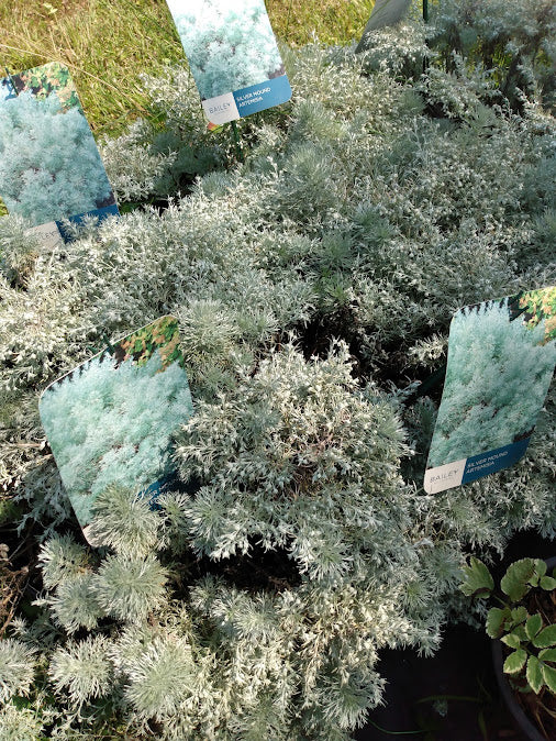 Artemisia Silver Mound
