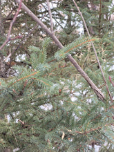 Load image into Gallery viewer, Black Spruce -Picea mariana
