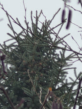 Load image into Gallery viewer, Black Spruce -Picea mariana
