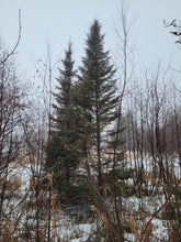 Load image into Gallery viewer, Black Spruce -Picea mariana
