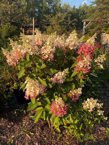 hydrangea in full bloom pink and white