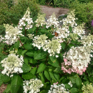 Pinky Winky Hardy Hydrangea