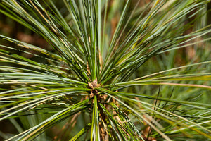 Eastern White Pine- Pinus strobus
