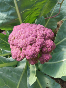 Cauliflower Purple of Sicily