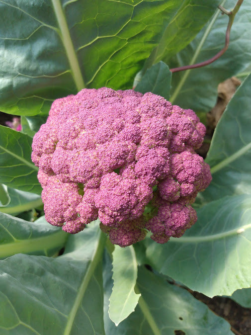 Cauliflower Purple of Sicily