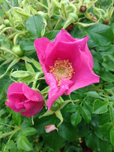 Load image into Gallery viewer, Rugosa Rose
