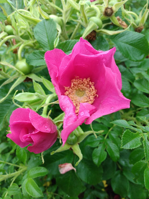 Rugosa Rose – Hammarlund Nursery