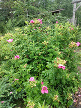 Load image into Gallery viewer, Rugosa Rose
