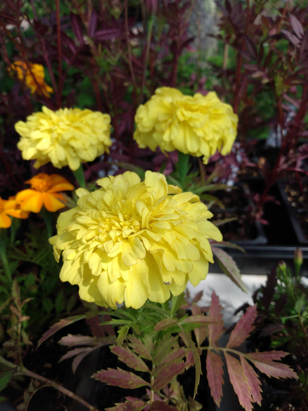 Marigold Inca