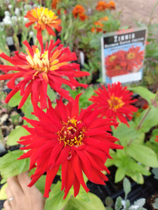 Zinnia