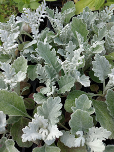 Dusty Miller