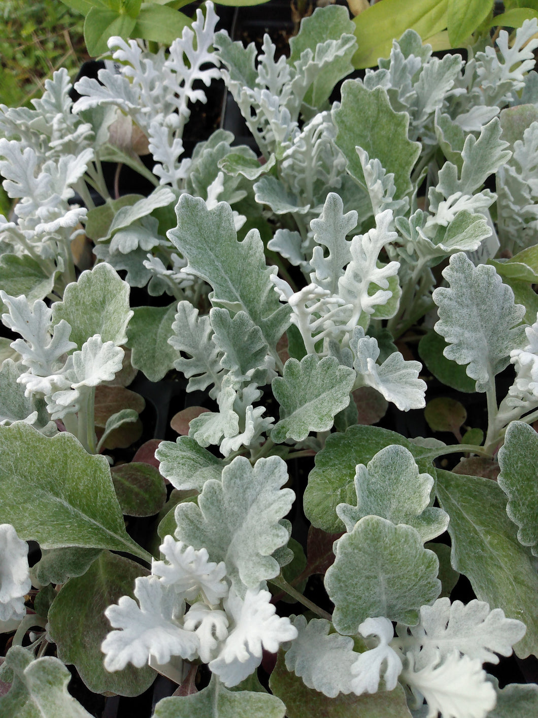 Dusty Miller