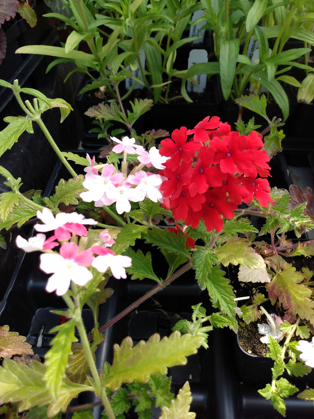 Verbena