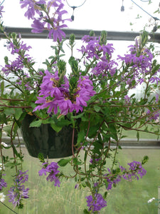 Fan Flower Basket