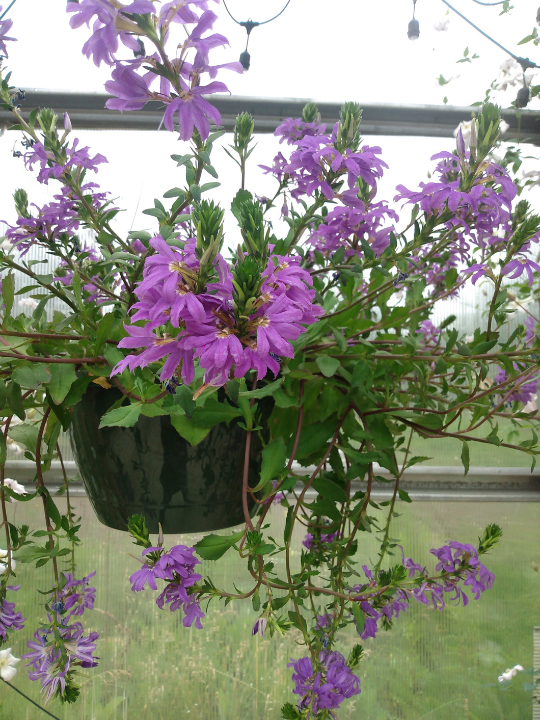 Fan Flower Basket