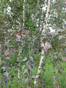 Royal Frost Birch