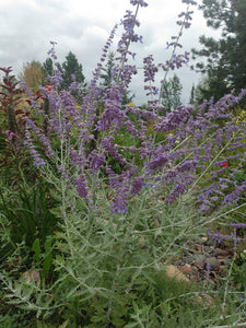 Russian Sage (Perovskia)