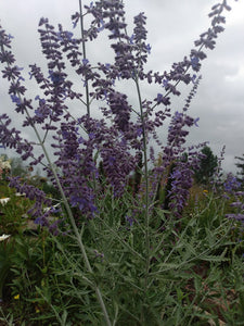 Russian Sage (Perovskia)