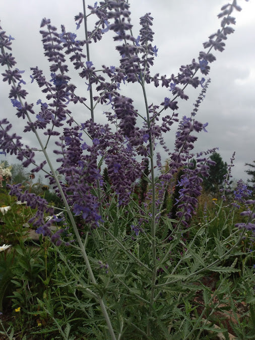 Russian Sage (Perovskia)