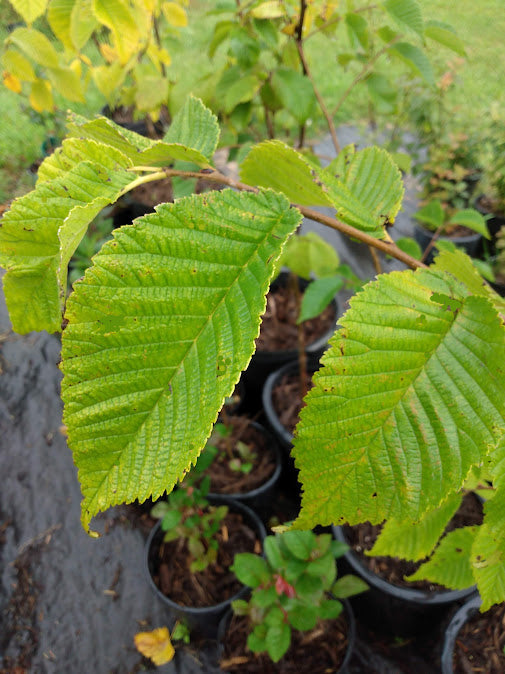 Slippery Elm-Ulmus rubra
