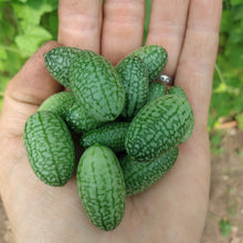 Load image into Gallery viewer, Mexican Sour Gherkin
