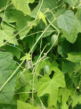 Load image into Gallery viewer, Mexican Sour Gherkin

