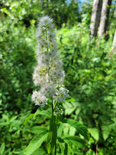 Load image into Gallery viewer, Meadowsweet- Spiraea alba
