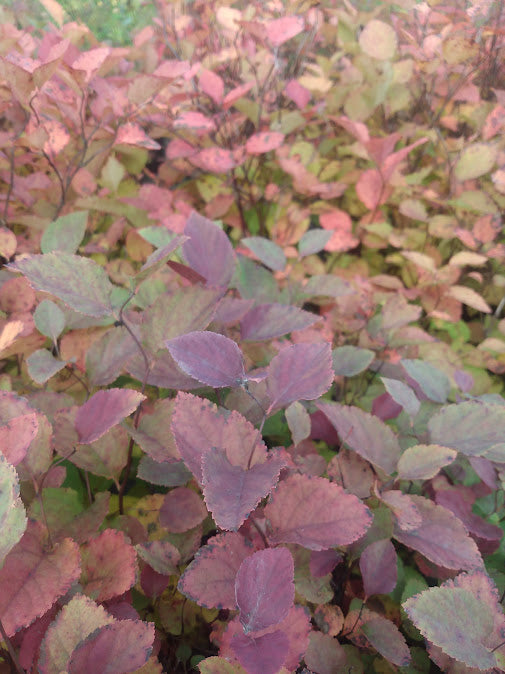 Spirea Snowstorm