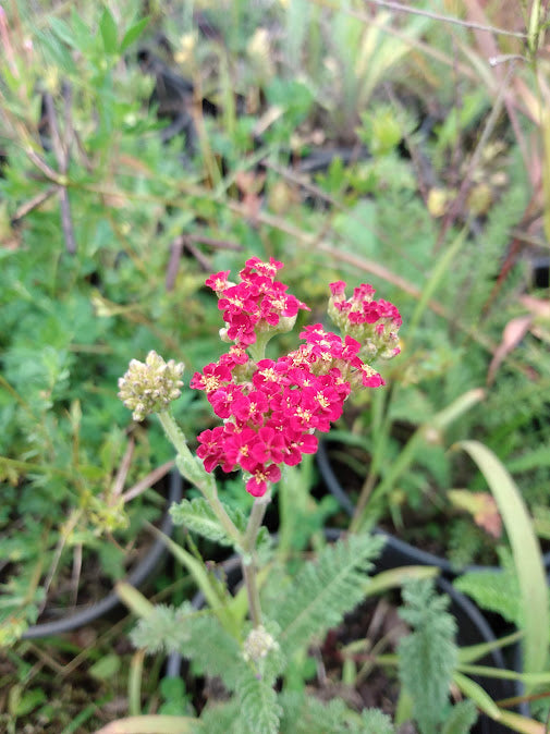 Yarrow- Ornamental Yarrow