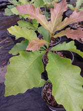 Load image into Gallery viewer, Swamp White Oak- Quercus bicolor
