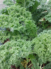 Load image into Gallery viewer, Kale Blue Scotch
