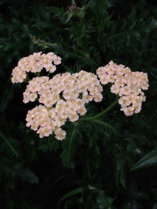 Native Yarrow- Achillea millefolium